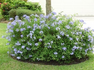 Plumbago