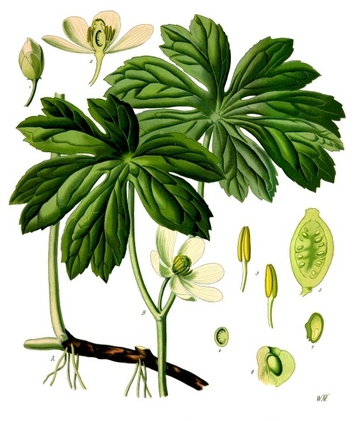 Podophyllinum