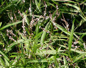Polygonum hydropiperoides