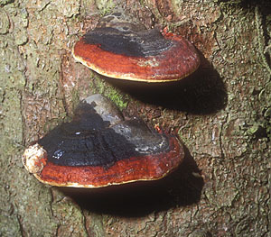 Polyporus pinicola