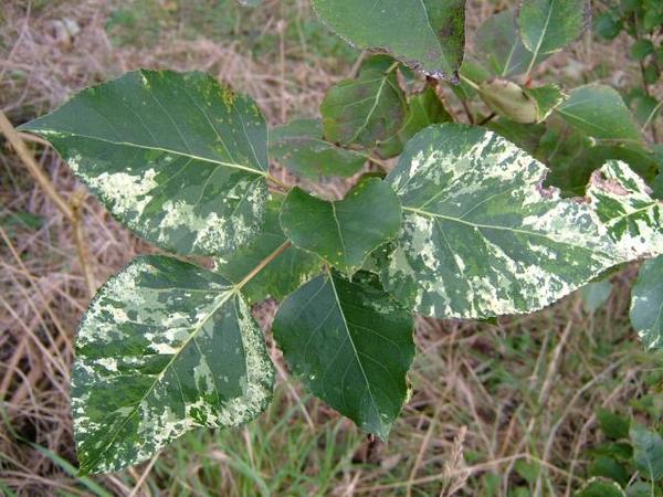 Populus candicans