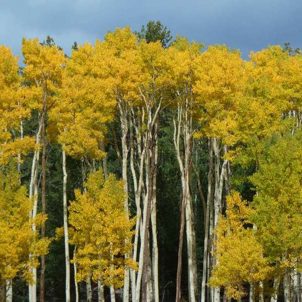 Populus tremuloides