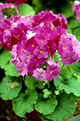 Primula obconica