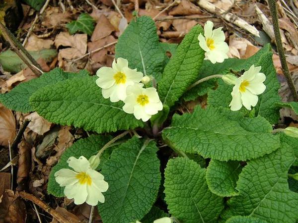Primula vulgaris