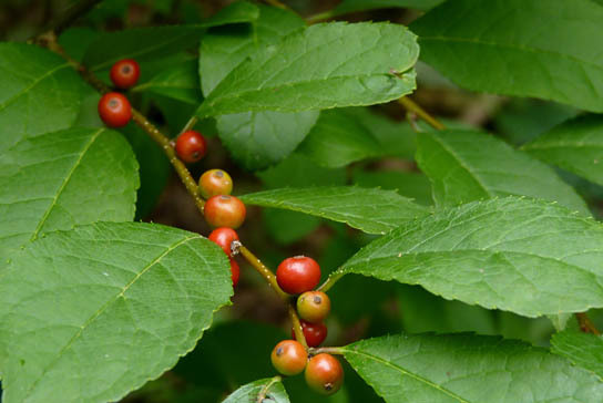 Prinos verticillatus