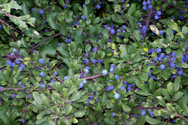 Prunus spinosa