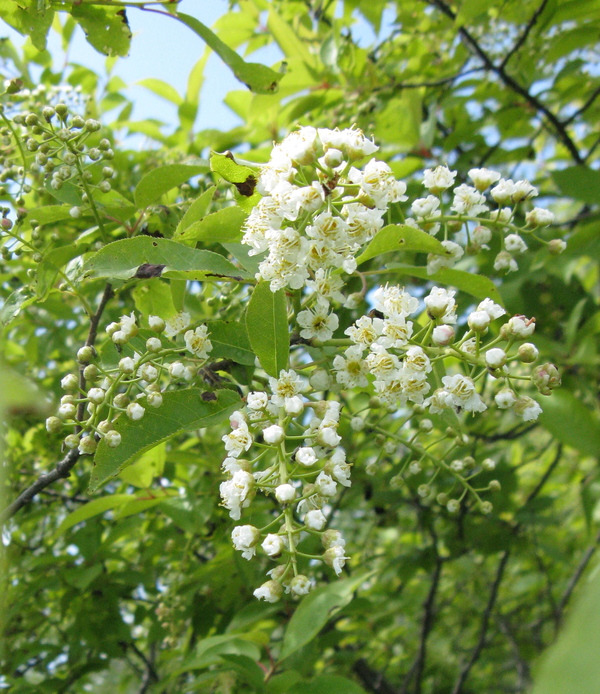 Prunus virginiana