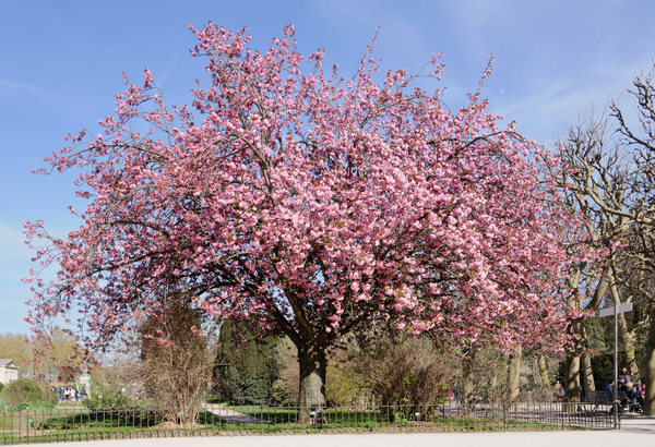 Prunus
