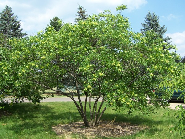 Ptelea trifoliata