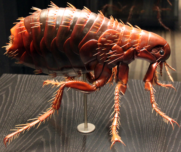 Pulex irritans