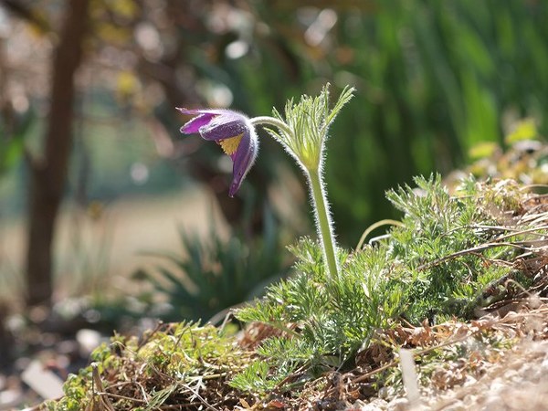 Pulsatilla nuttaliana