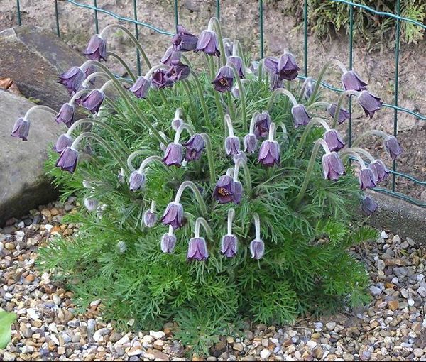 Pulsatilla pratensis