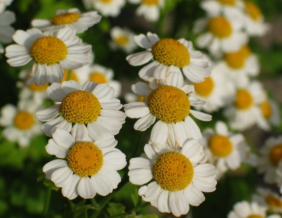 Pyrethrum parthenium