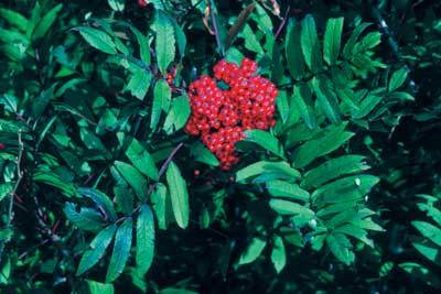 Pyrus americana