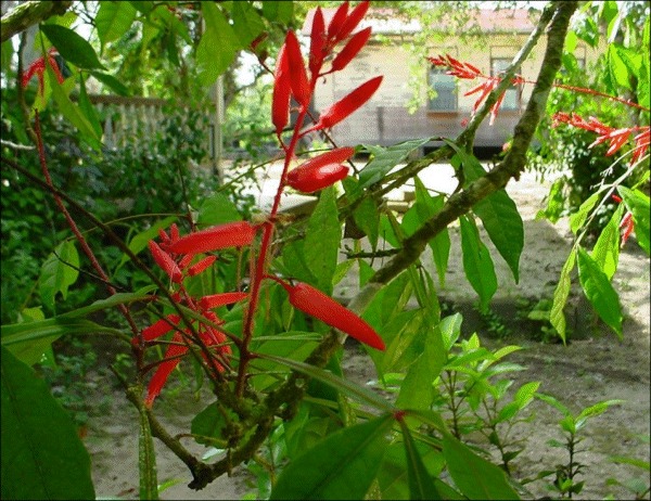 Quassia amara