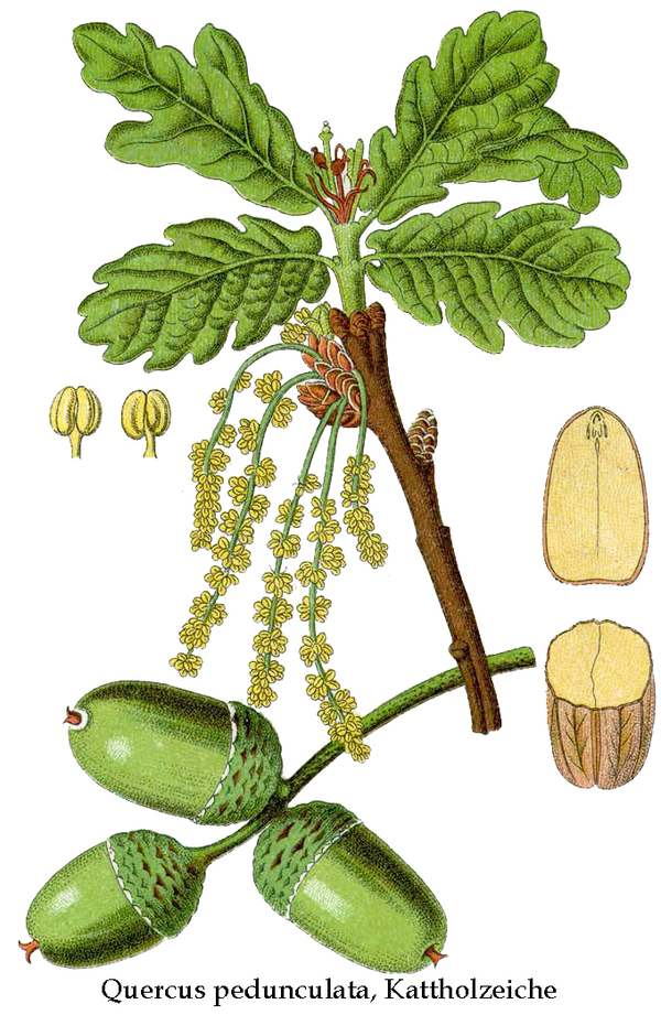 Quercus e glandibus