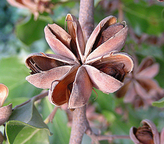 Quillaya saponaria