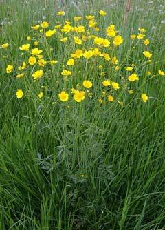 Ranunculus acris