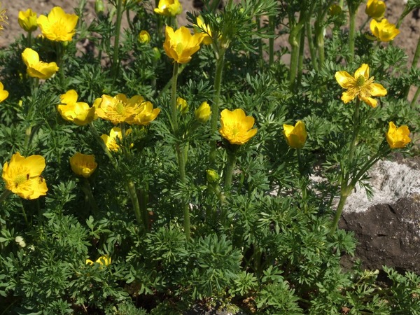 Ranunculus bulbosus
