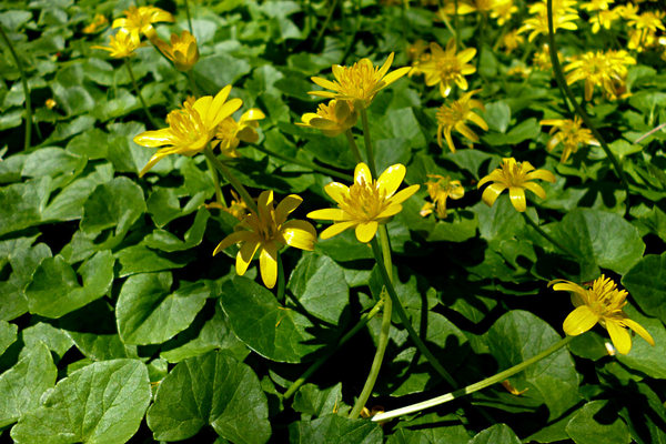 Ranunculus ficaria
