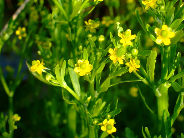 Ranunculus sceleratus