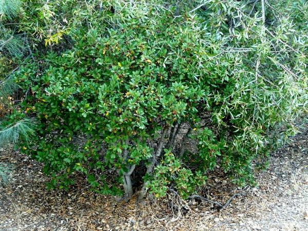 Rhamnus californica