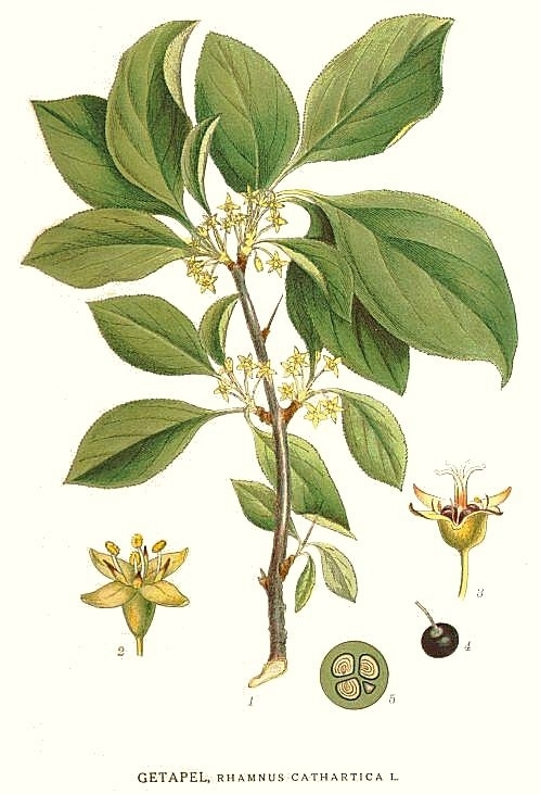 Rhamnus catharticus