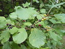 Rhamnus frangula