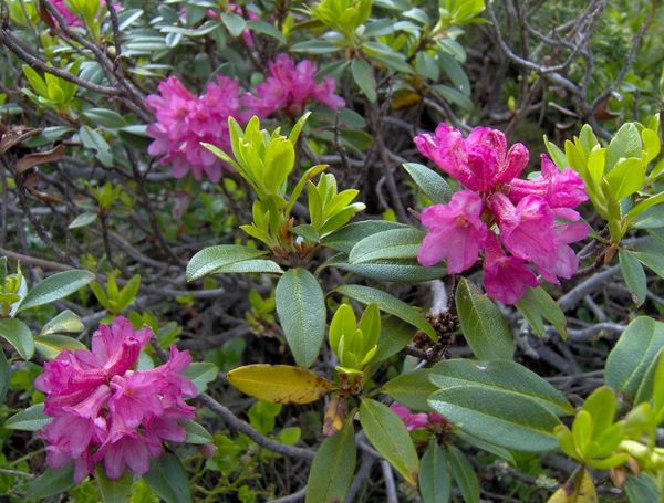 Rhododendron ferrugineum