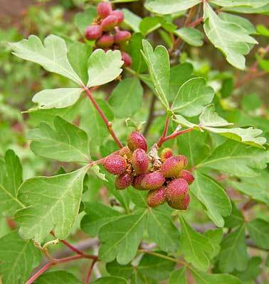 Rhus aromatica