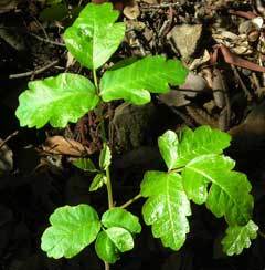 Rhus diversiloba