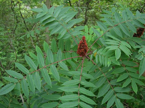 Rhus glabra