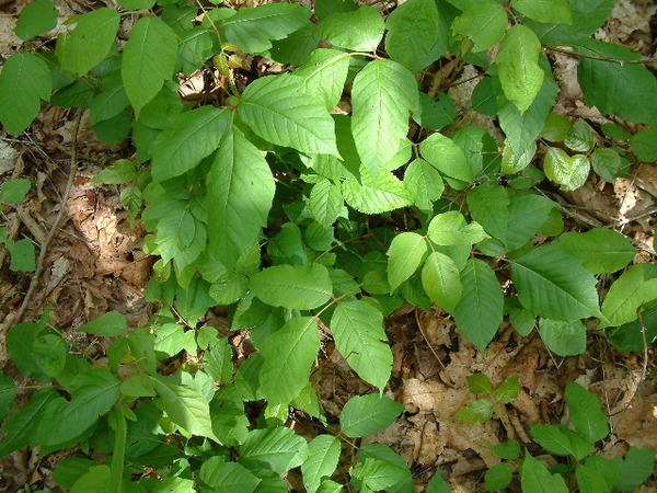 Rhus radicans