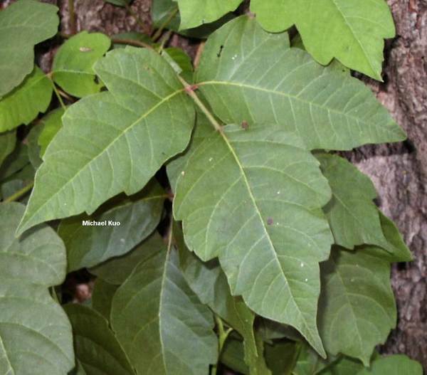 Rhus toxicodendron