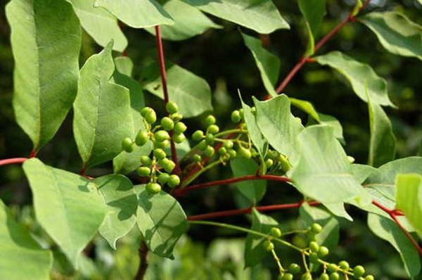 Rhus venenata