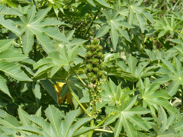 Ricinus communis