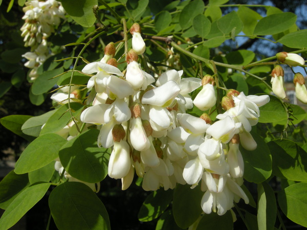 Robinia pseudacacia