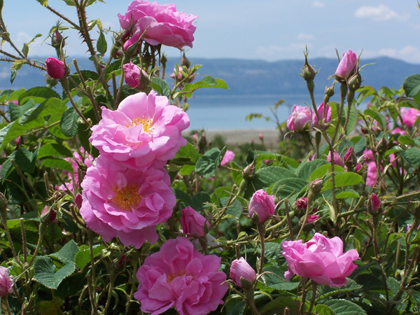Rosa damascena