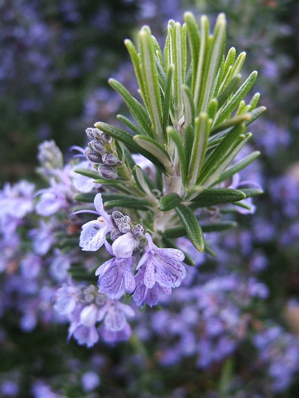 Rosmarinus