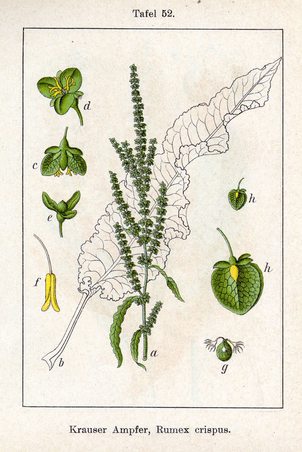 Rumex crispus