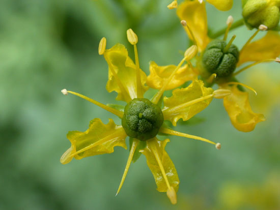 Ruta graveolens