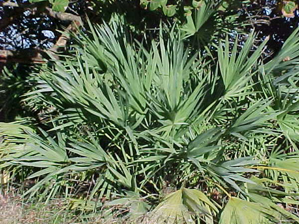 Sabal serrulata