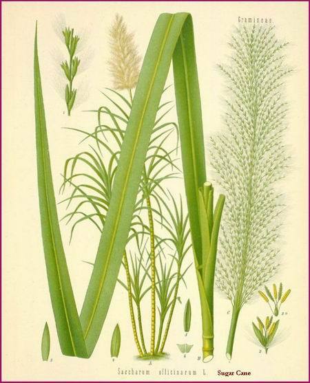 Saccharum lactis
