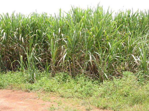 Saccharum officinale