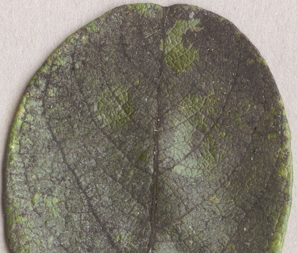 Salicinum