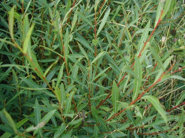 Salix purpurea