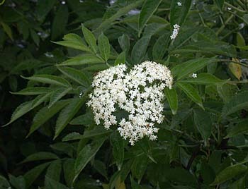 Sambucus canadensis