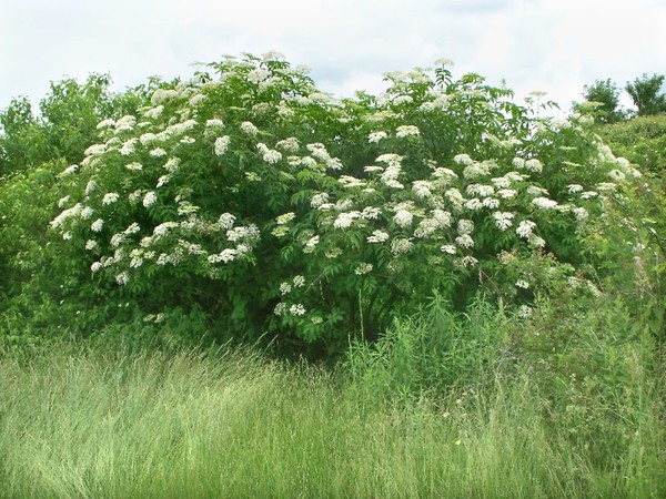 Sambucus nigra