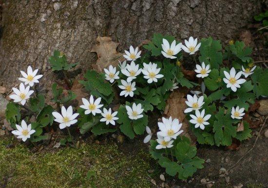 Sanguinaria canadensis