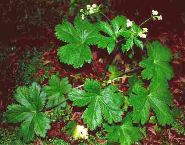 Sanicula aqua